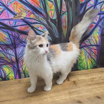 Q-tip -  Domestic Long Hair Cat for Adoption in Normal, Illinois - Q-tip | PetCurious