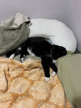 Hank -  Domestic Short Hair Cat for Adoption in North Babylon, New York - Hank | PetCurious