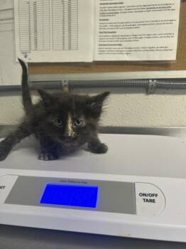 Java -  Domestic Short Hair Cat for Adoption in Bolivar, Missouri - Java | PetCurious