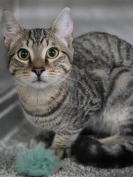 Maxwell -  Domestic Short Hair Cat for Adoption in Largo, Florida - Maxwell | PetCurious
