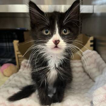 Keppler -  Domestic Short Hair Cat for Adoption in Los Angeles, California - Keppler | PetCurious