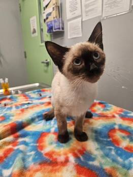 Flo -  Siamese Cat for Adoption in Bloomington, Indiana - Flo | PetCurious