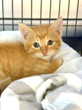 Domestic Short Hair Cats Available for Adoption in New Orleans, Louisiana - Hermes | PetCurious