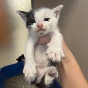 Paul (26-2F-1) -  Domestic Short Hair Cat for Adoption in Rifle, Colorado - Paul (26-2F-1) | PetCurious