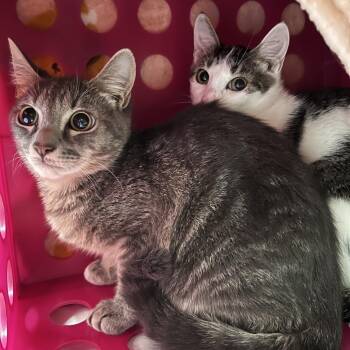 Bruno -  Domestic Medium Hair Cat for Adoption in Brockton, Massachusetts - Bruno | PetCurious