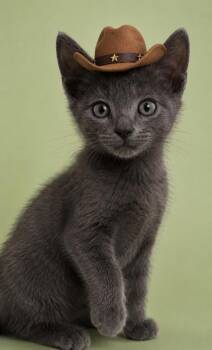 Kitty Chesney 1260-26 -  Domestic Short Hair Cat for Adoption in Cumming, Georgia - Kitty Chesney 1260-26 | PetCurious