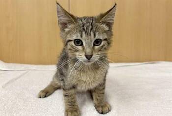 Domestic Short Hair Cats Available for Adoption in Brentwood, Missouri - MANGO | PetCurious