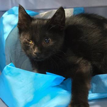Cinder -  Domestic Short Hair Cat for Adoption in Newark, New Jersey - Cinder | PetCurious