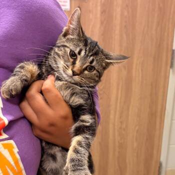 Rescue Domestic Short Hair Cats for Adoption in Bristol, Indiana - Cordelia | PetCurious