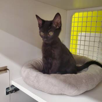 Mr. Meowgi 3574 -  Domestic Short Hair Cat for Adoption in Dallas, Texas - Mr. Meowgi 3574 | PetCurious