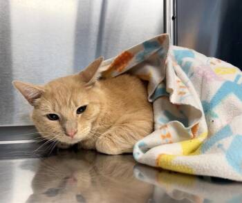 SKY -  Domestic Short Hair Cat for Adoption in Minneapolis, Minnesota - SKY | PetCurious