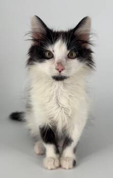 Domestic Medium Hair Cats Available for Adoption - Kitten Burberry | PetCurious