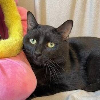 Bloomers -  Domestic Short Hair Cat for Adoption in Minneapolis, Minnesota - Bloomers | PetCurious