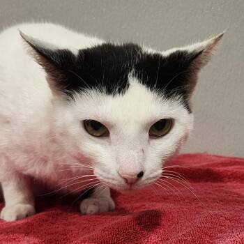 Pepper 3 -  Domestic Short Hair Cat for Adoption in Clearwater, Florida - Pepper 3 | PetCurious