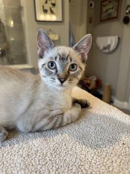 Joji -  Domestic Short Hair Cat for Adoption in Rowlett, Texas - Joji | PetCurious