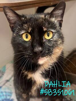 Rescue Tortoiseshell Cats for Adoption in Wilkes-barre, Pennsylvania - Dahlia | PetCurious