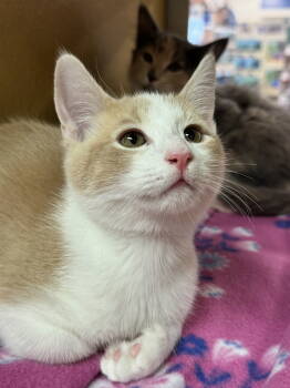 Rescue Domestic Short Hair Cats for Adoption in Scottsdale, Arizona - Cream Soda | PetCurious