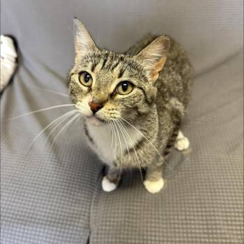 Margaret -  Domestic Short Hair Cat for Adoption in Buffalo, Minnesota - Margaret | PetCurious