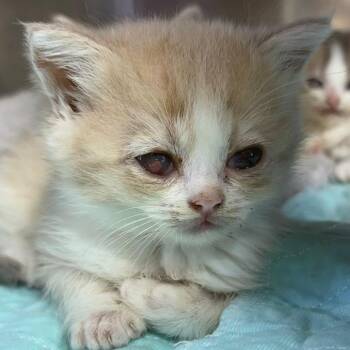 Bluegrass -  Persian and Domestic Medium Hair Cat for Adoption in Wappingers Falls, New York - Bluegrass | PetCurious