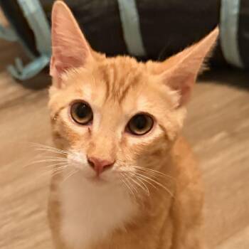 Ozzy -  Domestic Short Hair Cat for Adoption in San Diego, California - Ozzy | PetCurious