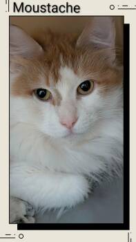 Domestic Medium Hair Cats Available for Adoption in Caistor Centre, Ontario - Moustache | PetCurious