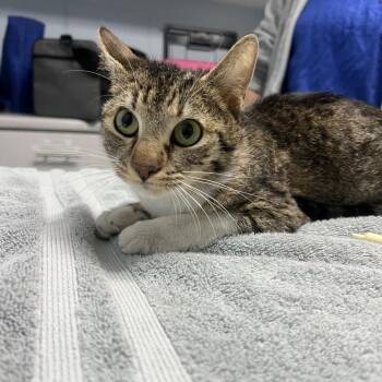 Domestic Short Hair Cats Available for Adoption in Riverside, California - Baby | PetCurious