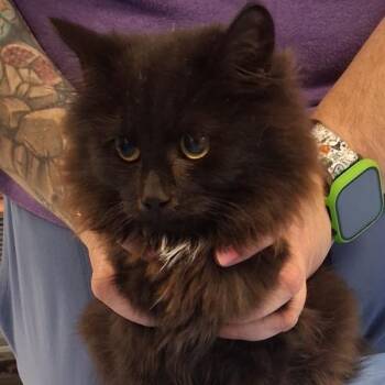 Beowulf-C -  Domestic Long Hair Cat for Adoption in East St. Louis, Illinois - Beowulf-C | PetCurious