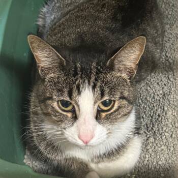 Rescue Domestic Short Hair Cats for Adoption in Ulster, Pennsylvania - Monty | PetCurious