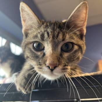Peanut Buttah -  Domestic Short Hair Cat for Adoption in Brookings, South Dakota - Peanut Buttah | PetCurious