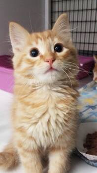 Dune -  Domestic Medium Hair Cat for Adoption in Trenton, New Jersey - Dune | PetCurious