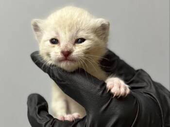 Twixie -  Domestic Short Hair Cat for Adoption in Portland, Oregon - Twixie | PetCurious