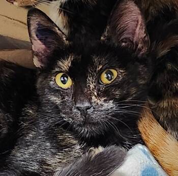 Rescue Domestic Short Hair Cats for Adoption in Cincinnati, Ohio - Dovie | PetCurious