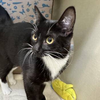 Josephine (Critter Barn) -  Domestic Short Hair Cat for Adoption in West Olive, Michigan - Josephine (Critter Barn) | PetCurious