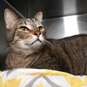 Domestic Short Hair Cats Available for Adoption - King | PetCurious