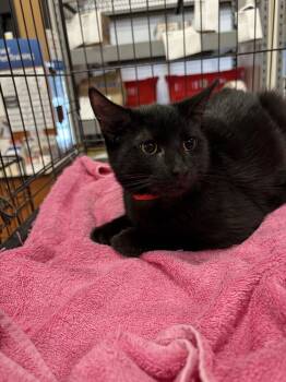 Rescue Domestic Short Hair Cats for Adoption in Powder Springs, Georgia - Sacramento | PetCurious