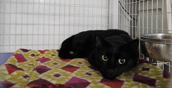 Rescue Domestic Short Hair Cats for Adoption in Claremont, New Hampshire - Maple | PetCurious