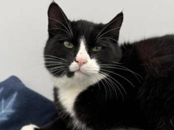 Rescue Domestic Short Hair Cats for Adoption in Portland, Oregon - Rigatoni | PetCurious