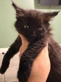 *Ebony -  Domestic Short Hair Cat for Adoption in Newnan, Georgia - *Ebony | PetCurious