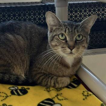 Sugar -  Domestic Short Hair Cat for Adoption in Buffalo, New York - Sugar | PetCurious