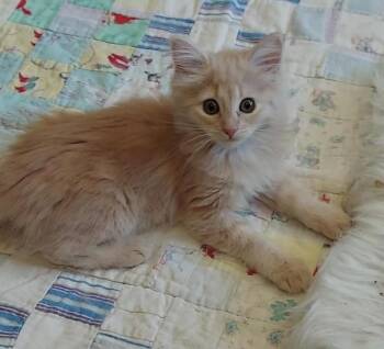 Sylvia -  Domestic Long Hair Cat for Adoption in Millcreek, Utah - Sylvia | PetCurious