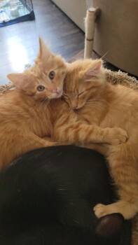 SUNRISE -  Domestic Long Hair and Maine Coon Cat for Adoption in Escalon, California - SUNRISE | PetCurious