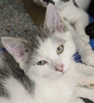 Rescue Domestic Medium Hair Cats for Adoption in Madison, Wisconsin - Mortgage Bill | PetCurious