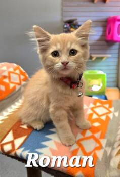 Roman -  Domestic Medium Hair Cat for Adoption in Sidney, Ohio - Roman | PetCurious