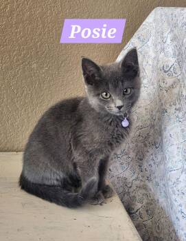 Domestic Short Hair Cats Available for Adoption - Posie | PetCurious
