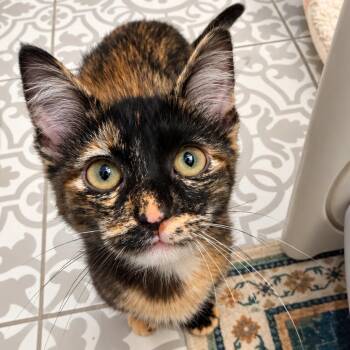 Rumi -  Domestic Medium Hair and Tortoiseshell Cat for Adoption in Houston, Texas - Rumi | PetCurious