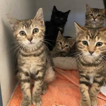 Sienna -  Domestic Medium Hair Cat for Adoption in Dayton, Ohio - Sienna | PetCurious