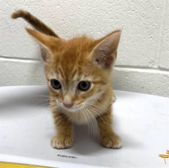 A572265 -  Domestic Short Hair Cat for Adoption - A572265 | PetCurious