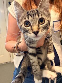 Donut -  Domestic Short Hair Cat for Adoption in Lincoln, California - Donut | PetCurious
