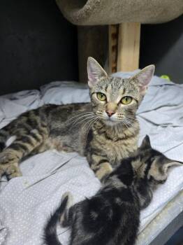 Ezlyn -  Domestic Short Hair Cat for Adoption in Hinckley, Illinois - Ezlyn | PetCurious