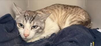 CAT -  Domestic Short Hair Cat for Adoption in San Antonio, Texas - CAT | PetCurious